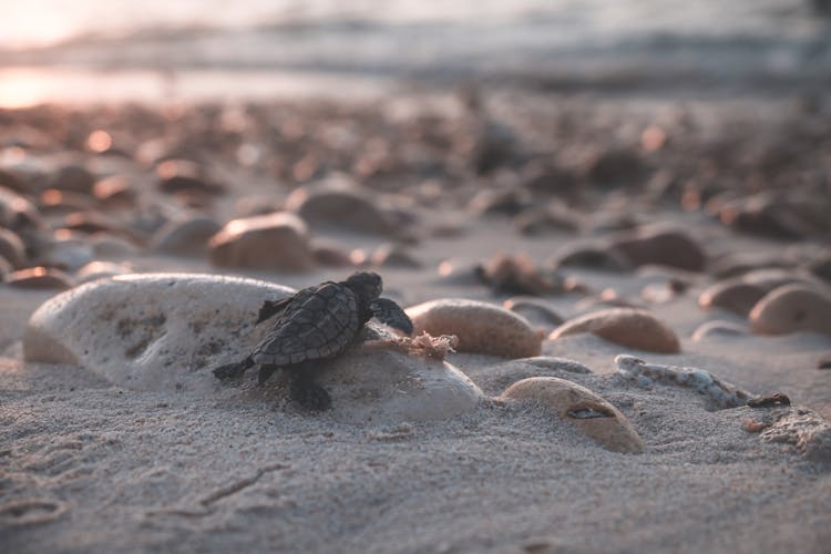 Turtle Crawling On Stony Coast