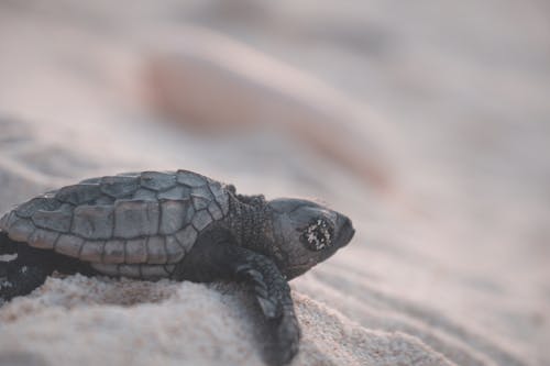 Small wild turtle with relief shell crawling on shore with grains of sand in tropical resort on blurred background in nature