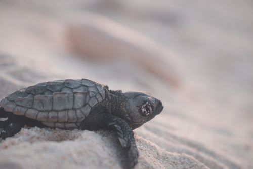 Free Small wild turtle with relief shell crawling on shore with grains of sand in tropical resort on blurred background in nature Stock Photo