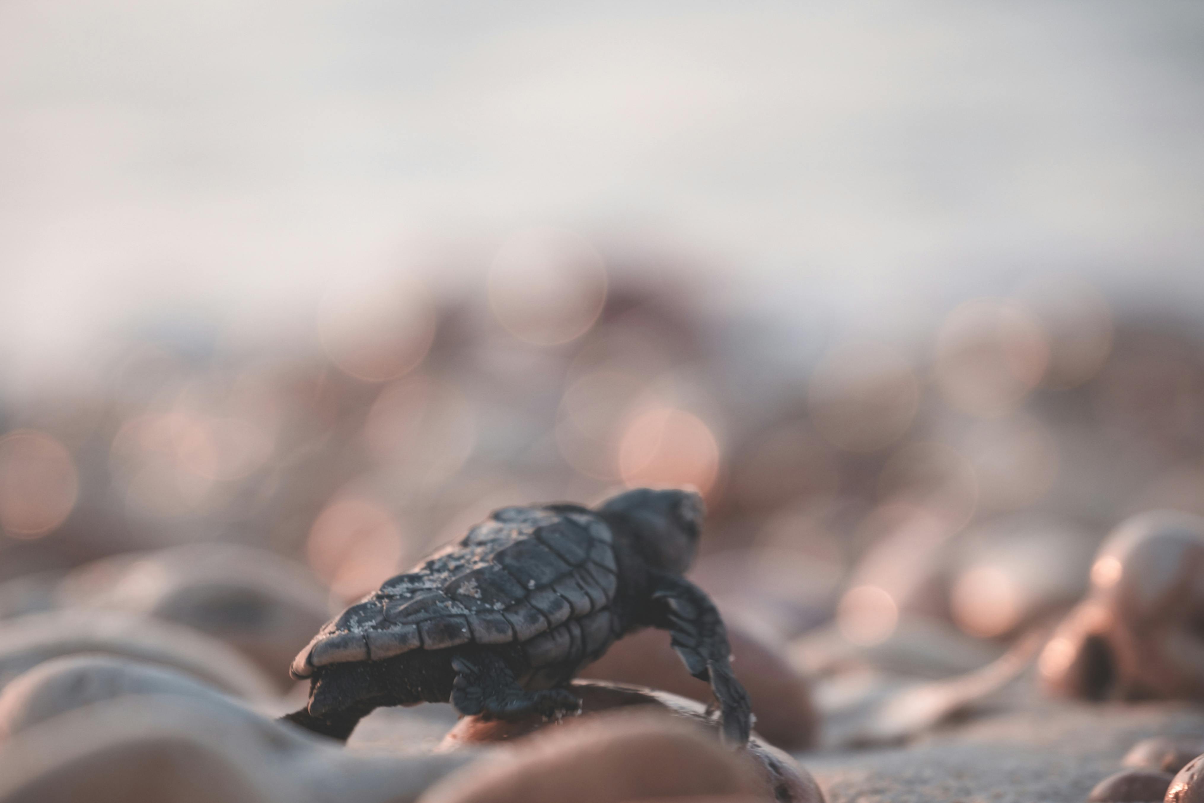 Small turtle on coast with pebbles