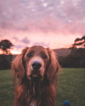 日落时分，一只平静的金毛猎犬在田野里摆着姿势