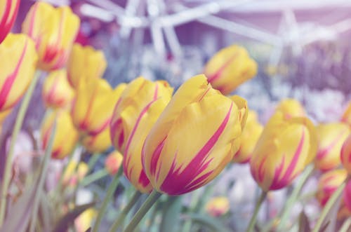 無料 黄色とピンクの花びらの花 写真素材