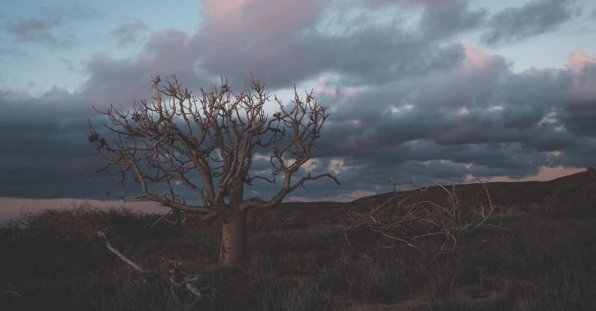 dragon blood trees on Socotra Island at golden hour