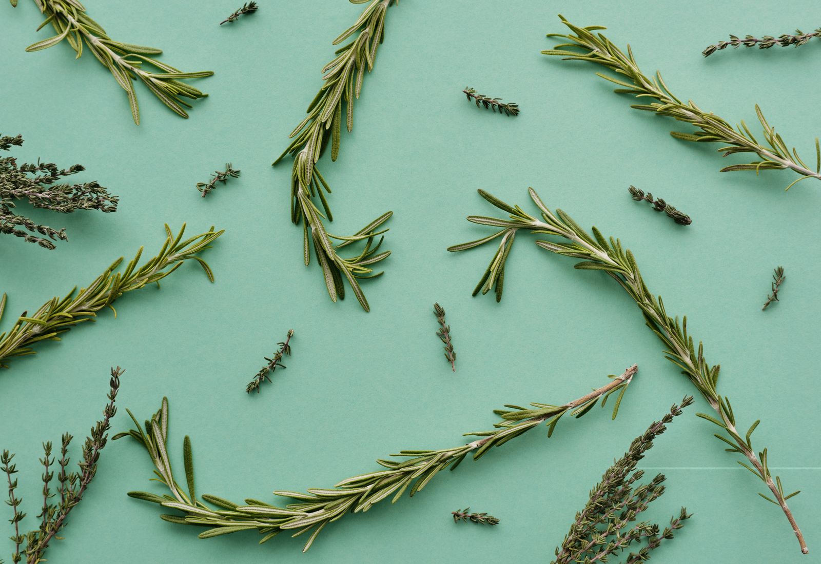 Fresh rosemary and thyme sprigs freshly harvested on a green background