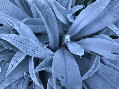 Free stock photo of black and blue, bloom, blossom Stock Photo