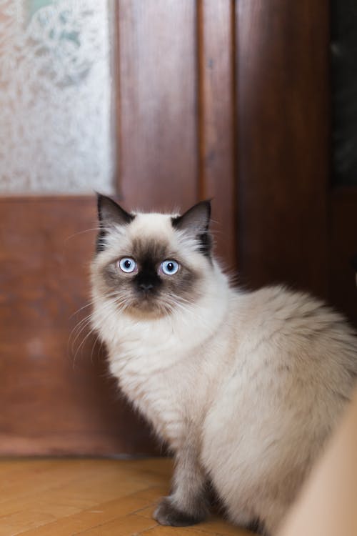 Adorable Siamese Cat Looking at Camera