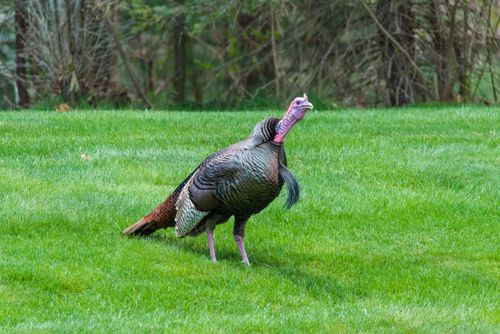 Free A wild turkey standing on lush green grass in a natural setting during the day. Stock Photo