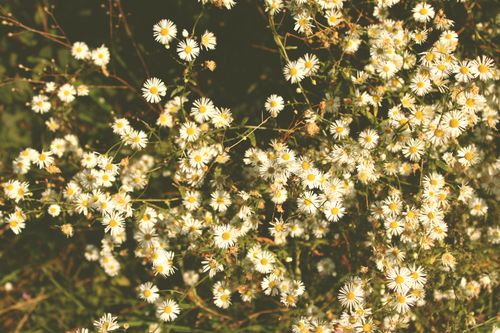 Free Clusters of white asters blooming in a sunlit meadow, capturing nature's delicate beauty. Stock Photo