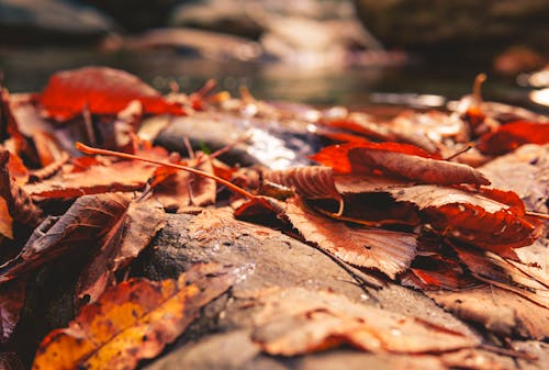 Brown Dried Leaves on Water