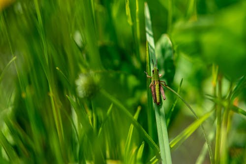 Free Grasshopper in Close Up Photography Stock Photo
