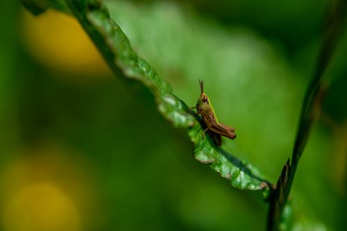 Free Macro photograph of a grasshopper perched on a leaf, showcasing vibrant natural greenery. Stock Photo