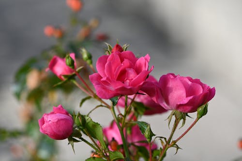 Free Pink Roses in Close Up Photography Stock Photo