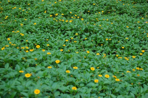 Free Photo of Yellow Flowering Plants Stock Photo