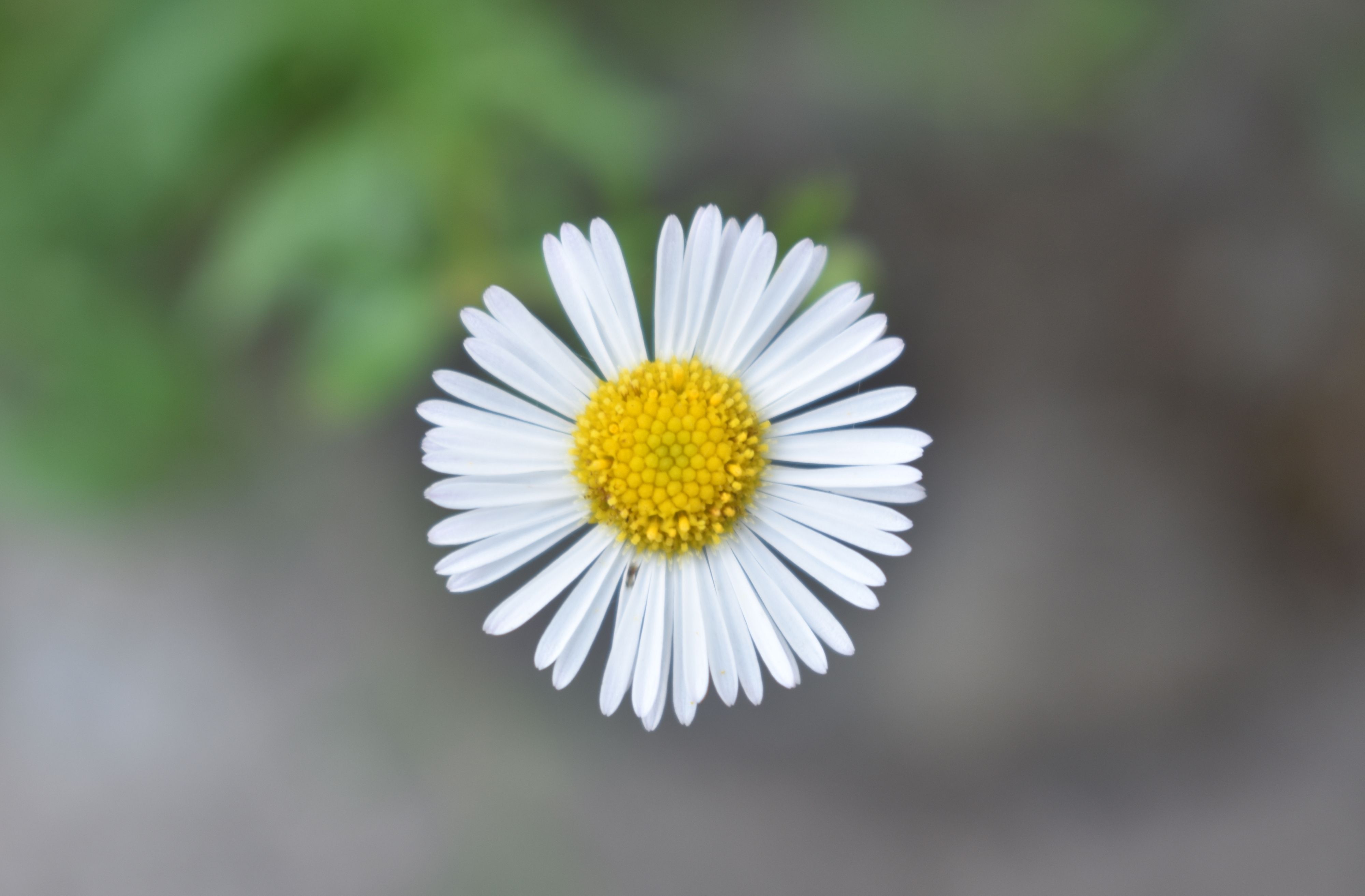 Photo Gratuite De Fleur Fleur Blanche Fleur Des Champs