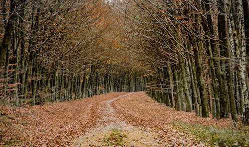 Free Road Between Trees Stock Photo