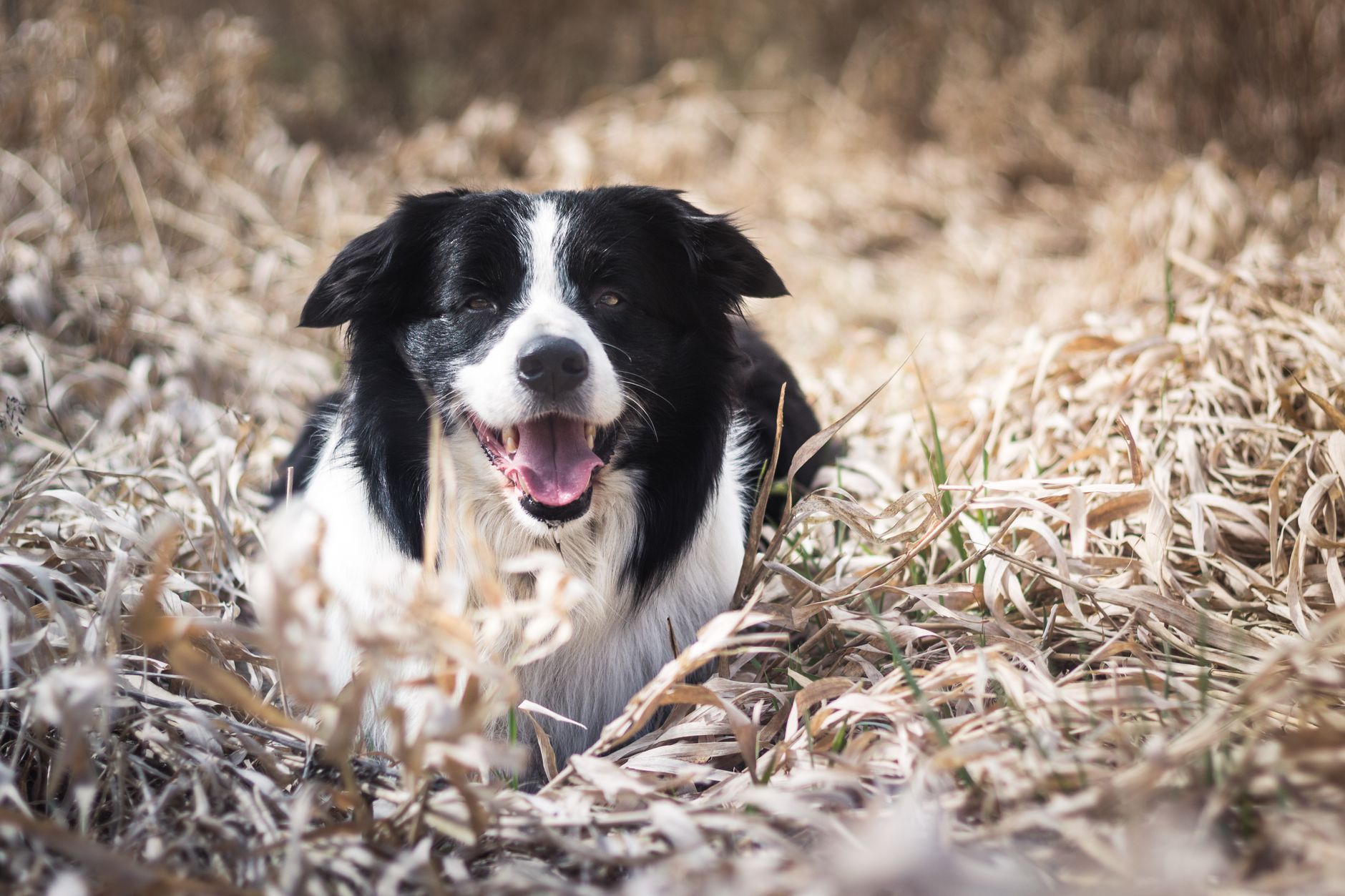 Happy Border Collie dog lying in dry autumn grass, enjoying a sunny day.
