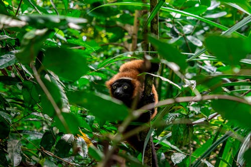 Kostnadsfria Kostnadsfri bild av djur, djurfotografi, lemur Stock foto