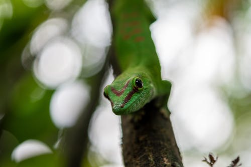 Green Lizard on a Tree Branch