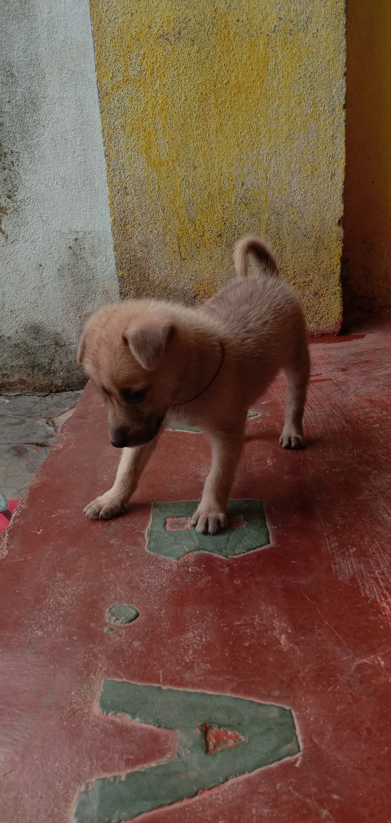 video creation dashboard