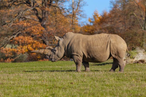Rhinoceros on Grass Field