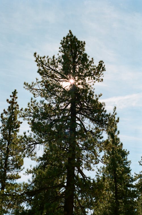 Photo of Pine Trees