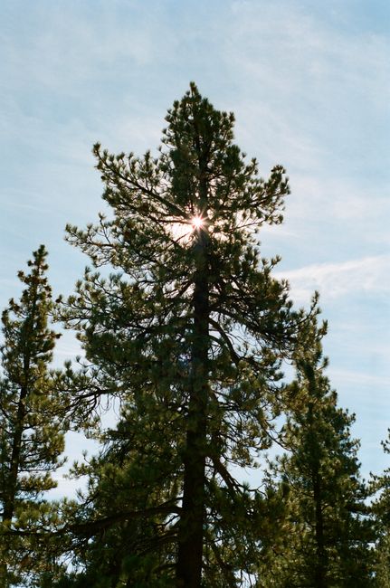 A tall pine tree with sun rays shining through, captured at Big Bear Lake, California.