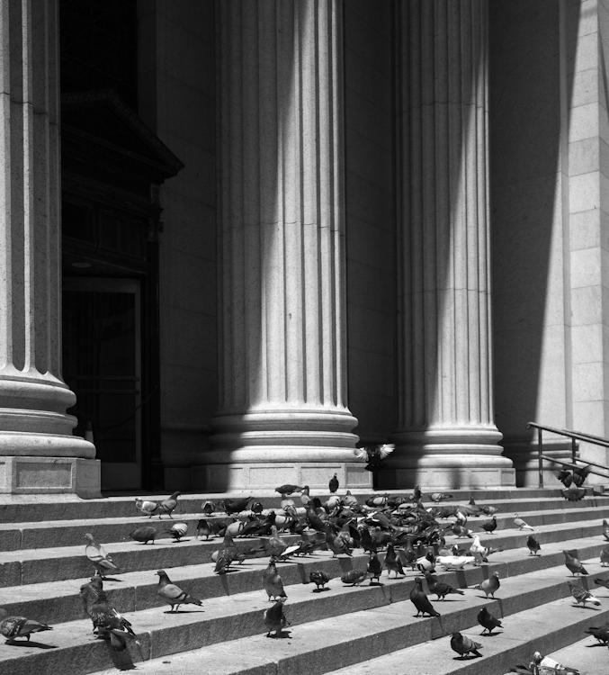 A Grayscale of Pigeons on the Stairs
