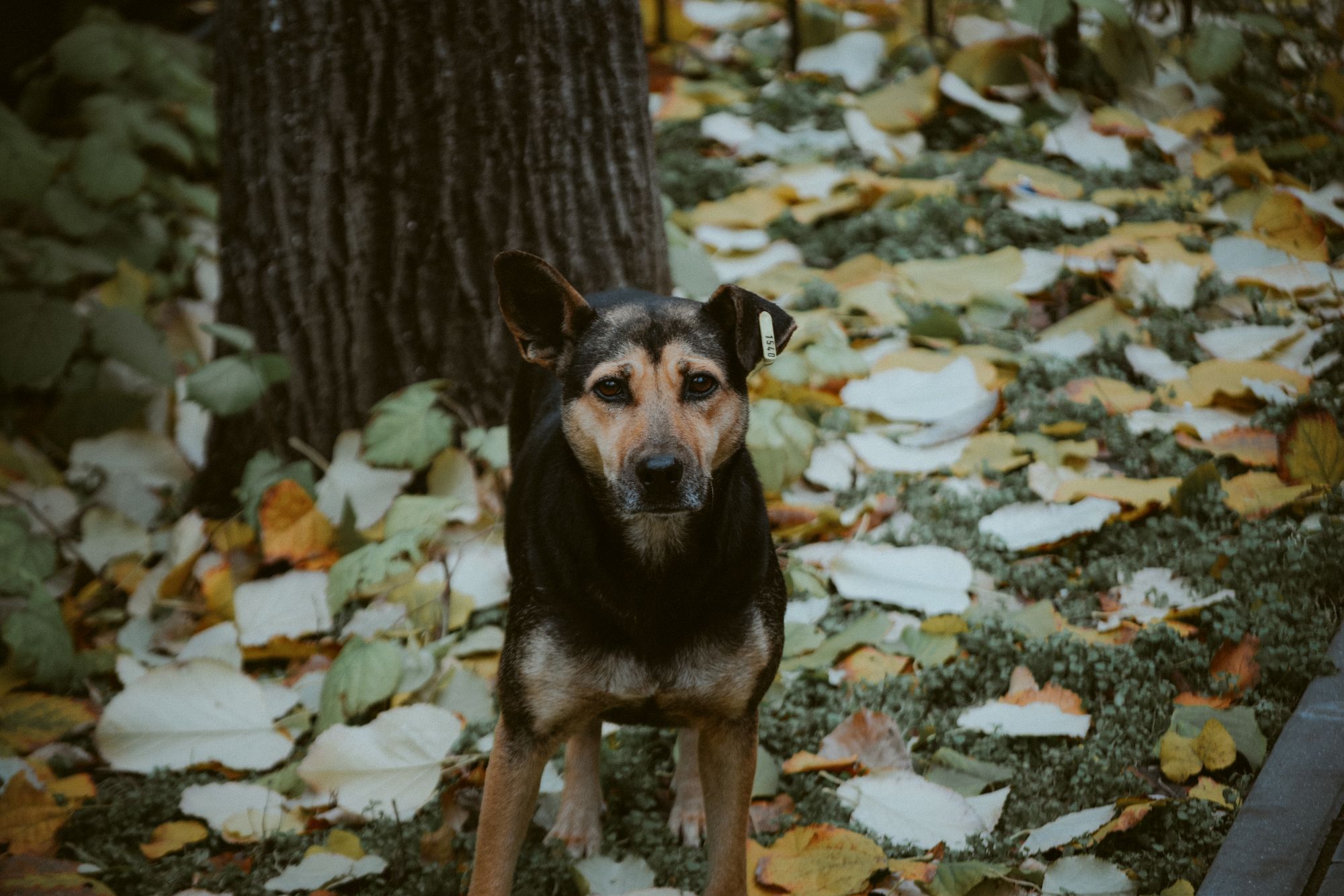A dog stands among fallen autumn leaves in a park, golden light through the trees.