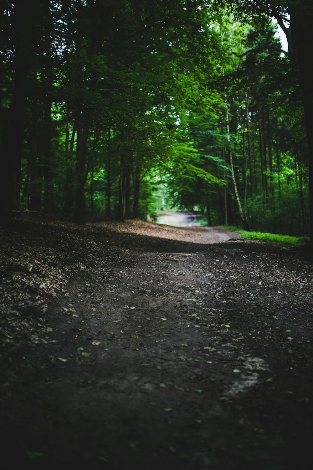 1000+ Great Forest Ground Photos Pexels · Free Stock Photos