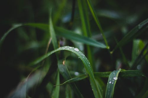 Δωρεάν στοκ φωτογραφιών με βροχερός, γρασίδι, δροσιά Φωτογραφία από στοκ φωτογραφιών