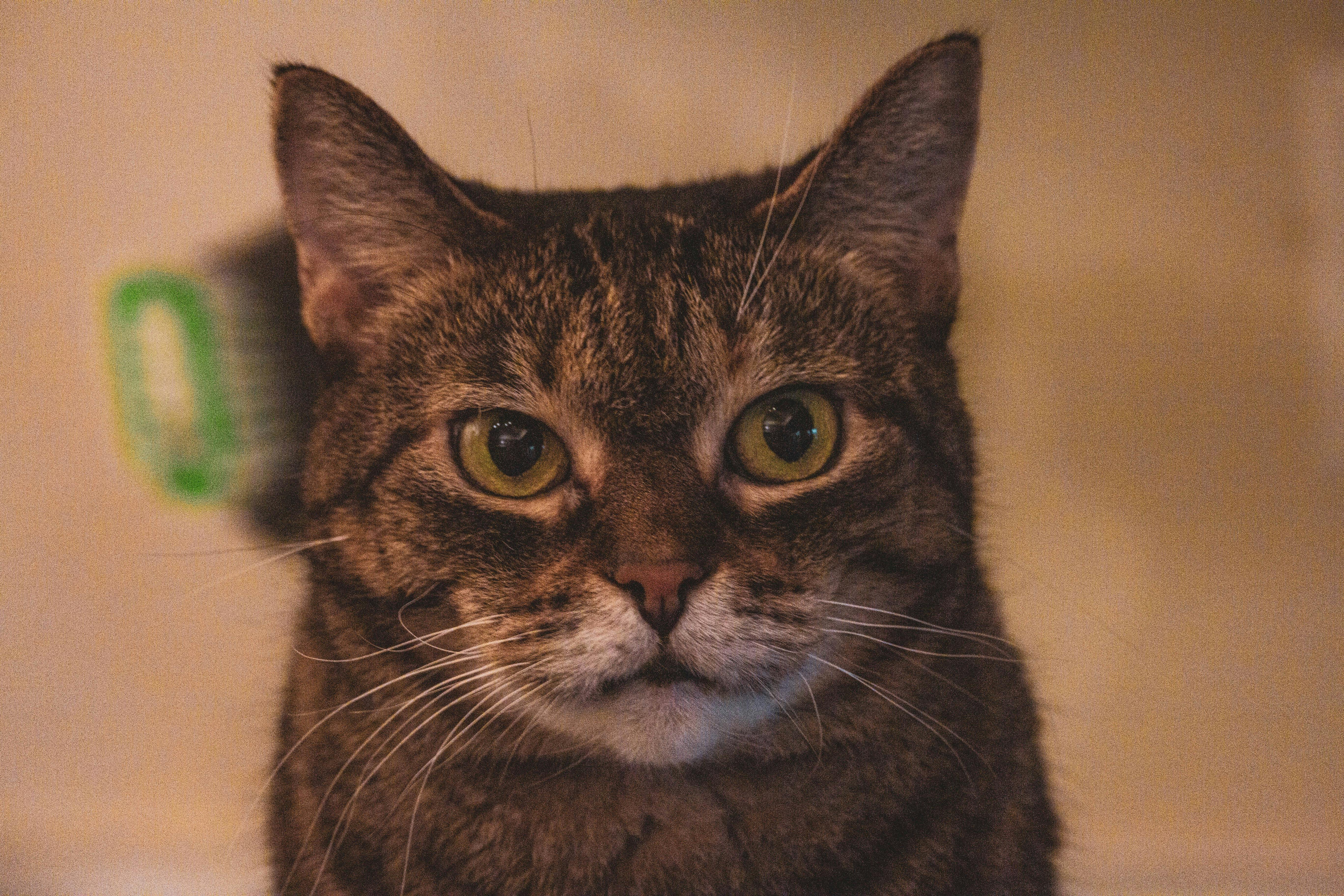 Cyclist training on mountain road