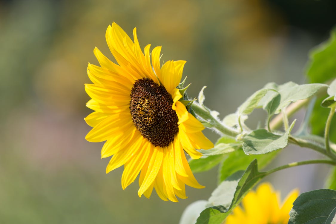 Free Sunflower Plant Stock Photo