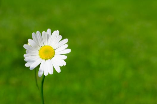 A vibrant white daisy blooming against a lush green background, symbolizing purity and simplicity.