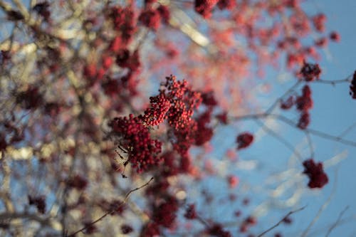 Free stock photo of autumn, berries, bird