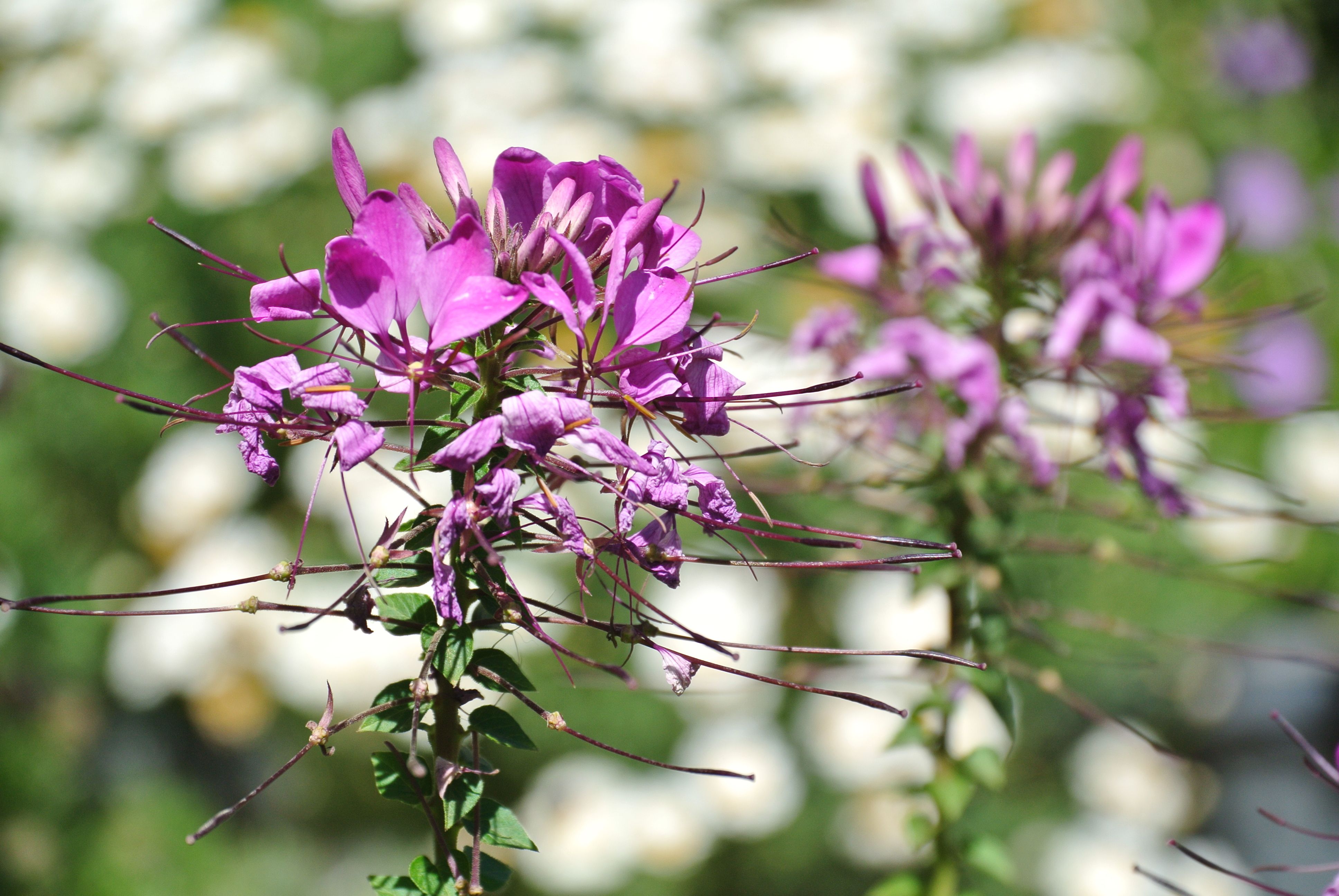 [ColoSach]-close-up-of-a-vibrant-purple-spider-flower-blooming-in-a-sunny-outdoor-garden.