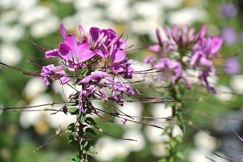 Kostnadsfri bild av blommor, blomning, delikat