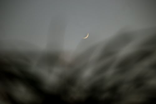 Low angle of delicate thin tall grass growing on meadow against evening sky with glowing New Moon