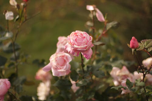 Close-Up Shot of Pink Roses in Bloom