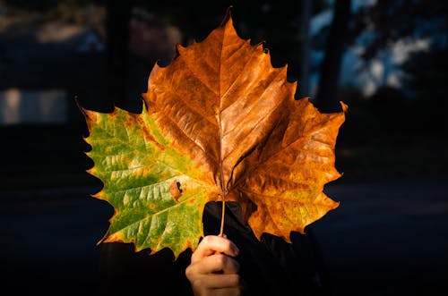 Fotobanka s bezplatnými fotkami na tému držanie, javorový list, jeseň
