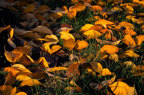 Close-Up Shot of Dry Leaves on the Grass