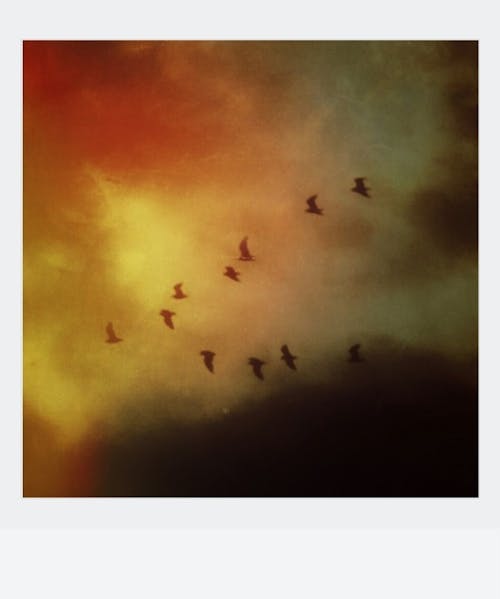 Foto d'estoc gratuïta de alba, art, bandada d'ocells