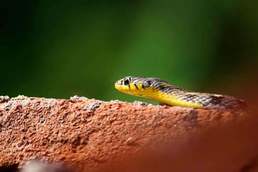 snake photo