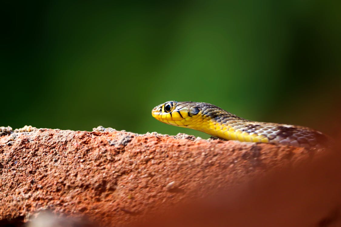 Free Black and Yellow Snake on Brown Rock Stock Photo