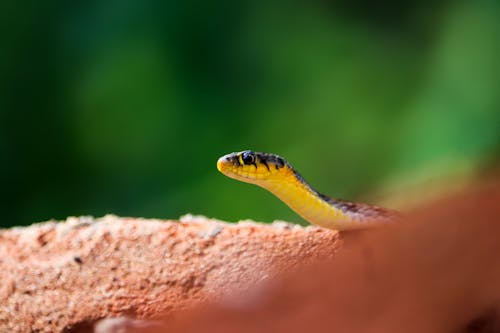 ヘビ, 動物, 毒蛇の無料の写真素材
