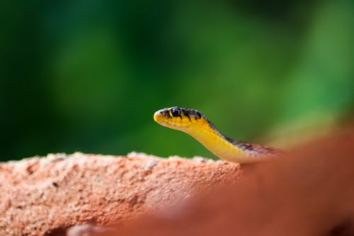 Foto d'estoc gratuïta de animal, cap, Dodge Viper