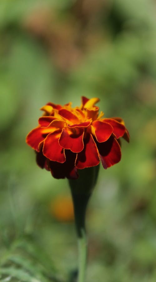 Free A Close-Up Shot of a Tagetes Marigold Stock Photo