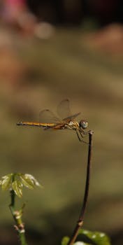 Detailed shot of a dragonfly perched on a branch, highlighting its delicate wings and natural habitat.
