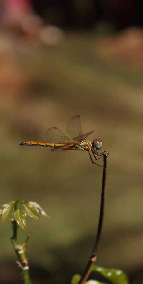 Free Detailed shot of a dragonfly perched on a branch, highlighting its delicate wings and natural habitat. Stock Photo