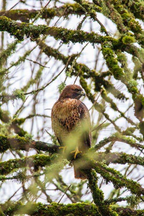 Bird on Mossy Tree Brunch