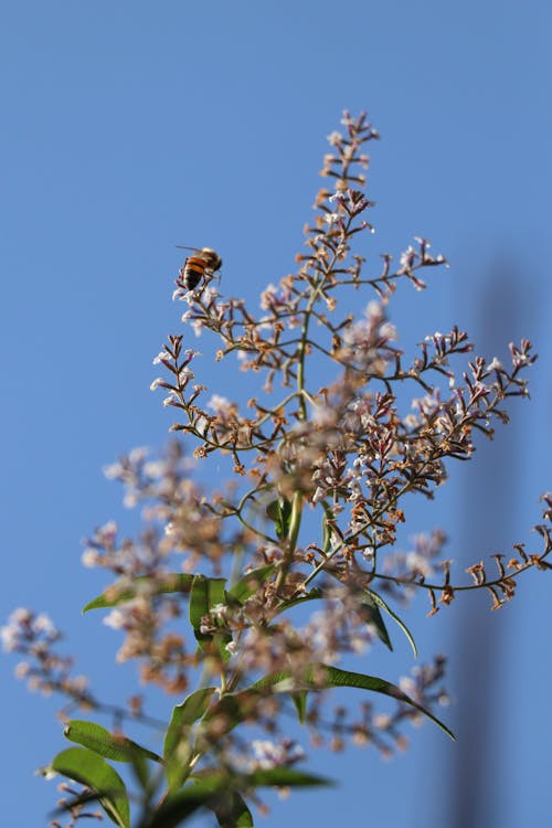 Free stock photo of beauty of nature, bee, bees